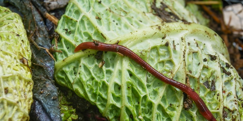 Geco-Gardens Bioabfälle als Ressource